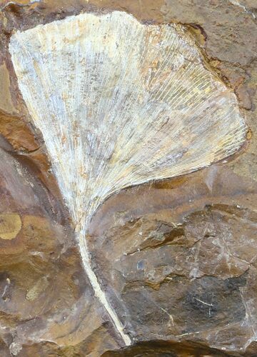 Fossil Ginkgo Leaf From North Dakota - Paleocene #58982